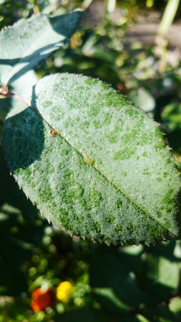 Green leaf with water drops in sunlight