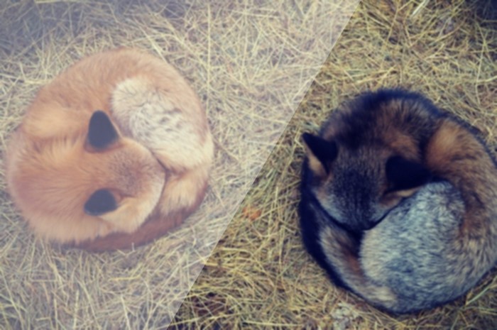 Two foxes curled up sleeping on hay