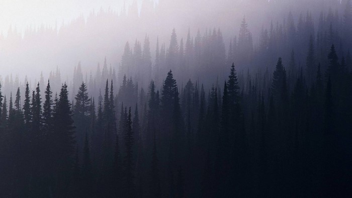 Misty forest with pine trees at dawn