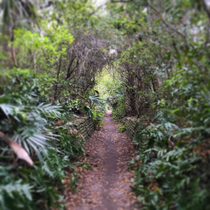 A pathway through a dense, green forest with stone walls