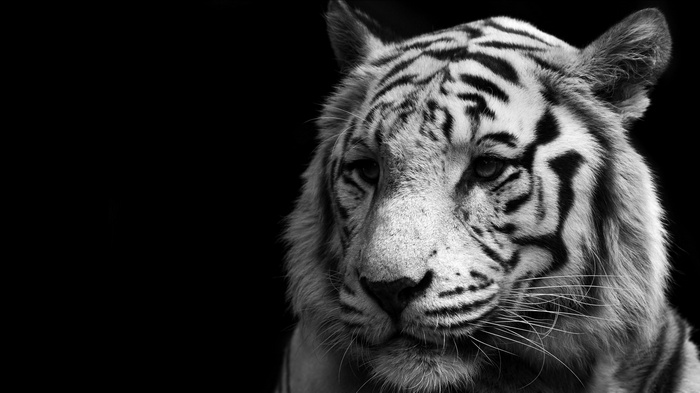 Close-up of a white tiger's face