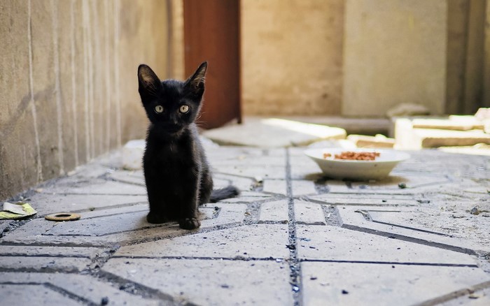 Curious Black Kitten Sitting on Stone Floor