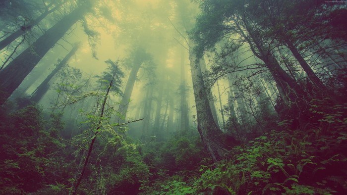 Misty forest with tall trees and green foliage