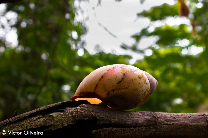 Snail shell on a tree branch with green foliage
