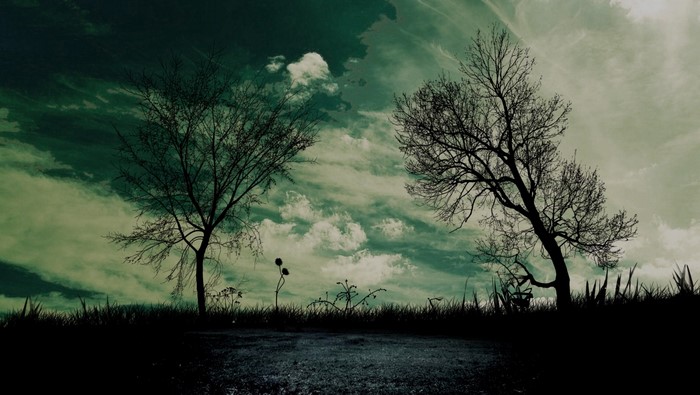 Silhouette of trees against a cloudy sky at dusk
