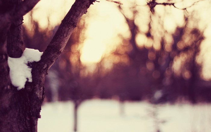 Snow on a tree branch during sunset