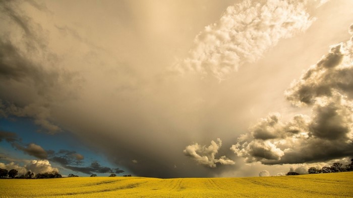 Yellow field under dramatic storm clouds