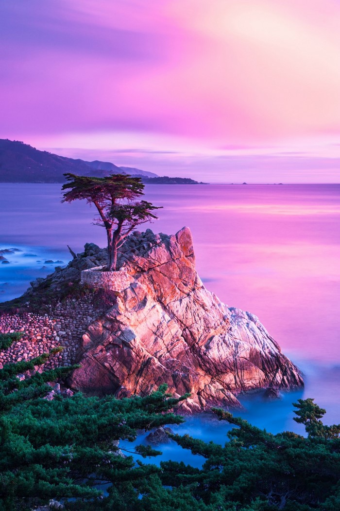 Lone Cypress on a rocky outcrop at sunset