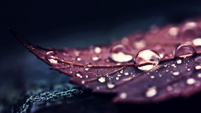 Close-up of a wet purple leaf with water droplets