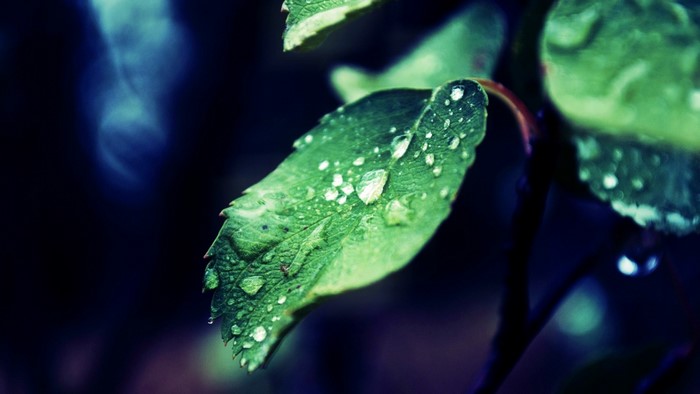 Close-up of green leaves with water drops