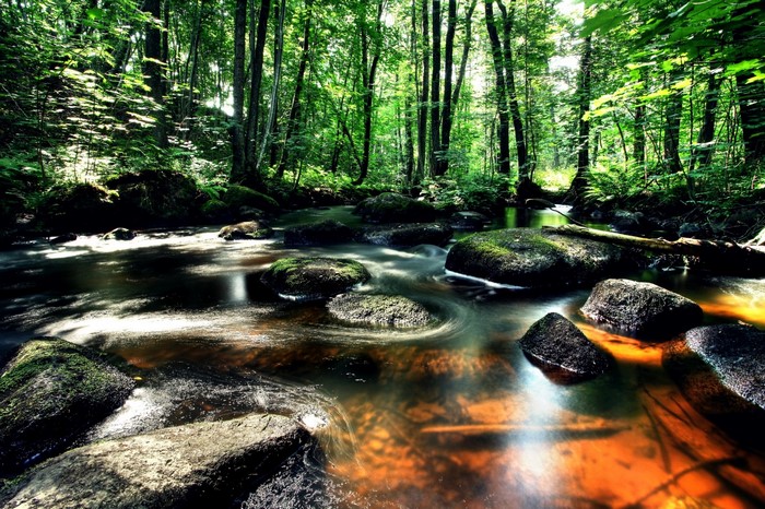 Forest stream with mossy rocks and sunlight