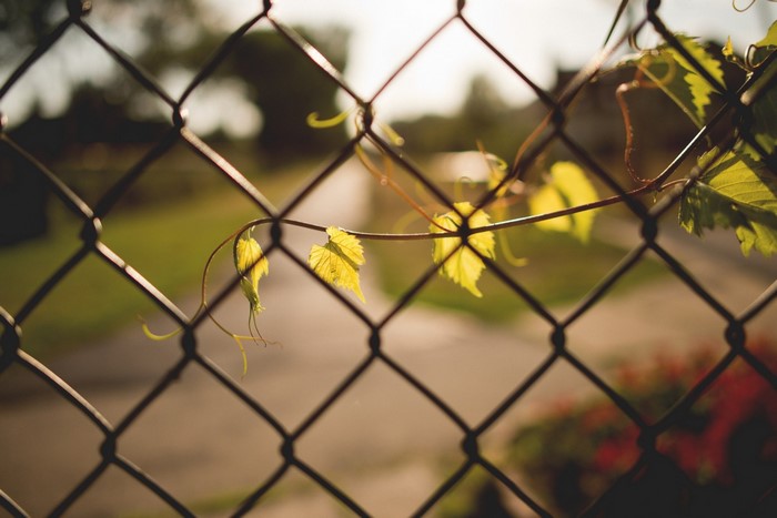 Vine leaves on a chain-link fence in sunlight