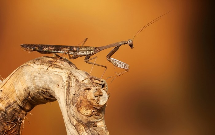 Praying Mantis on a Piece of Wood