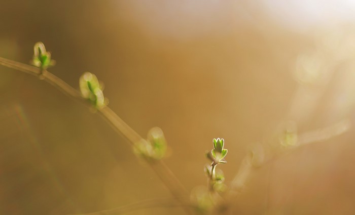 Macro shot of new plant buds with sunlight