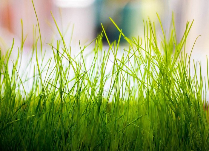 Close-up of green grass blades
