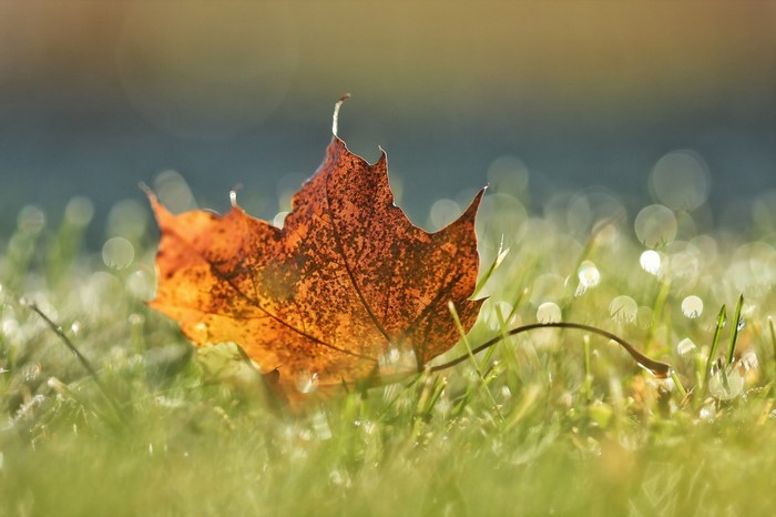 Close-up of a fallen maple leaf on grass with dew drops