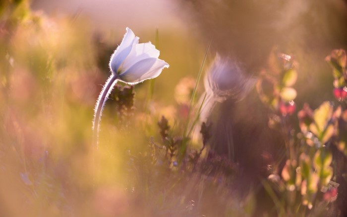 Backlit white wildflower in a meadow