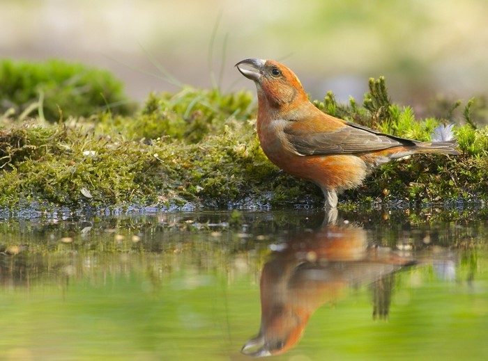 Red Crossbill bird drinking water from mossy edge
