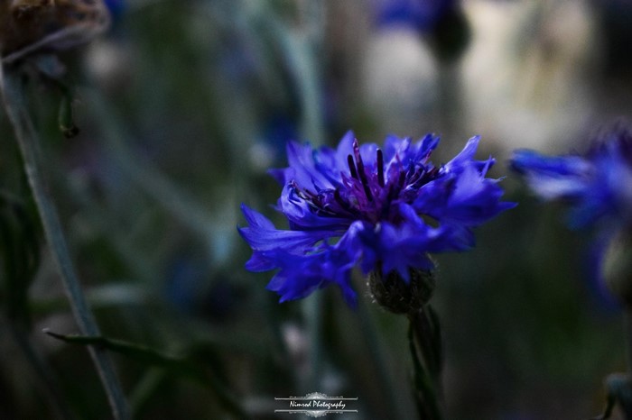 Close-up of a vibrant blue cornflower in a garden