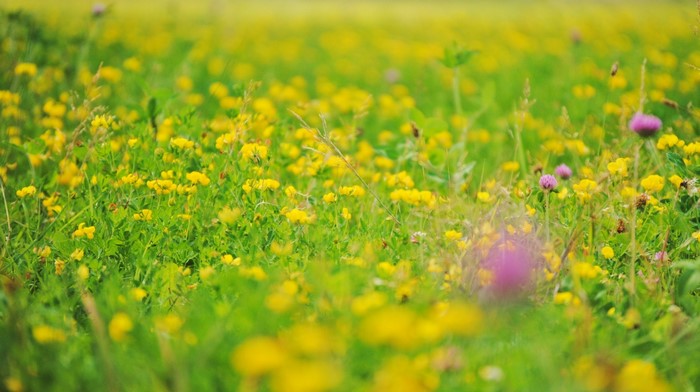 Field of yellow wildflowers and green grass