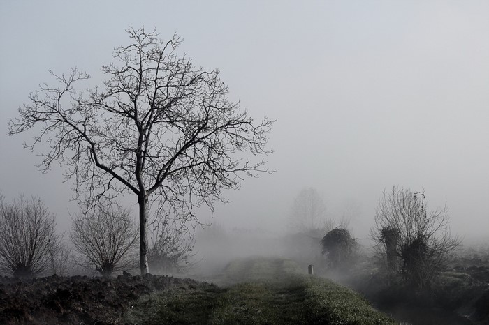 Bare tree in a foggy landscape