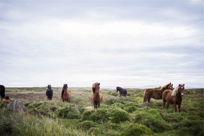 Horses in a grassy landscape under a cloudy sky