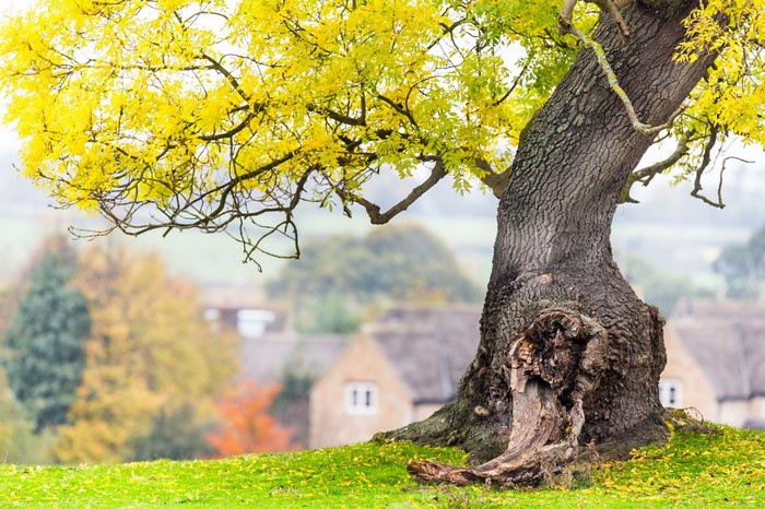 Autumn tree with yellow leaves and village in background