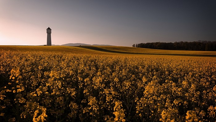Water tower in a field of yellow flowers at sunset