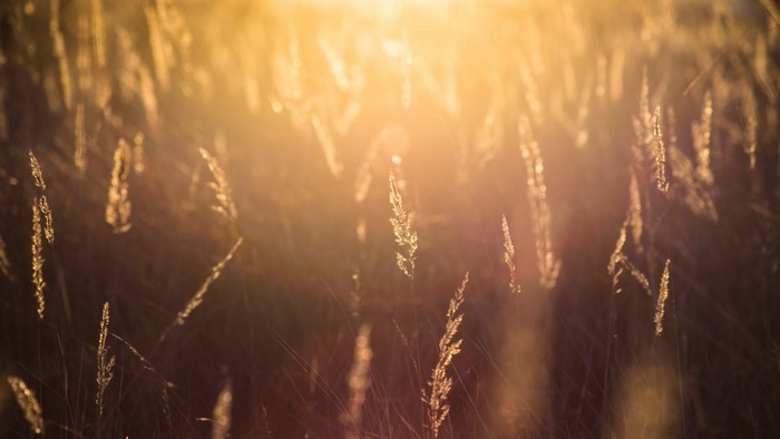 Sunlight filtering through tall grass at sunset