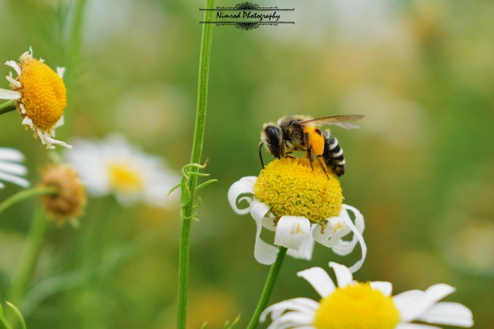 Bee collecting pollen from a daisy flower