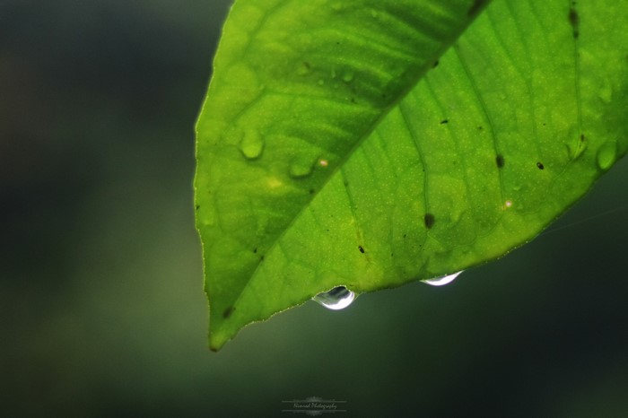 Close-up of a green leaf with water drops