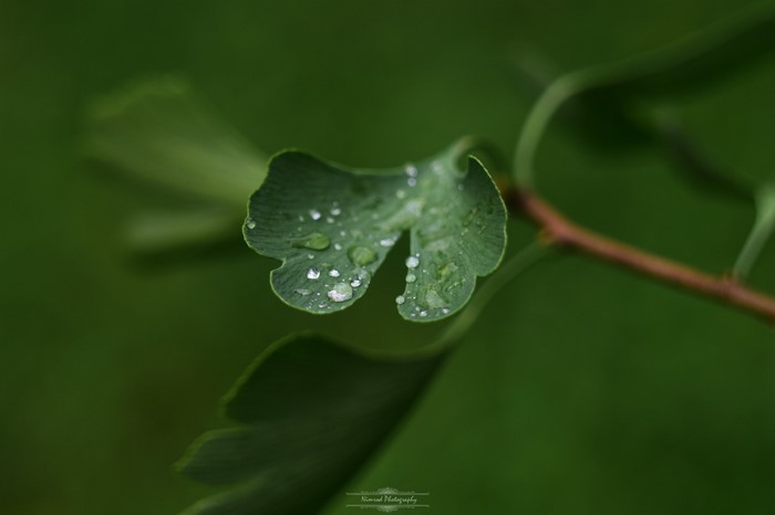Close up of a green leaf with water drops
