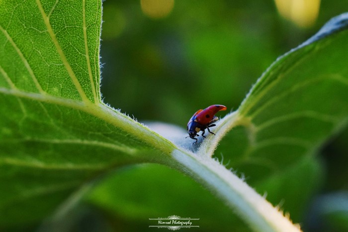 Ladybug on a green leaf