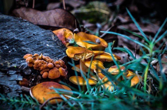 Cluster of orange and yellow mushrooms on a log
