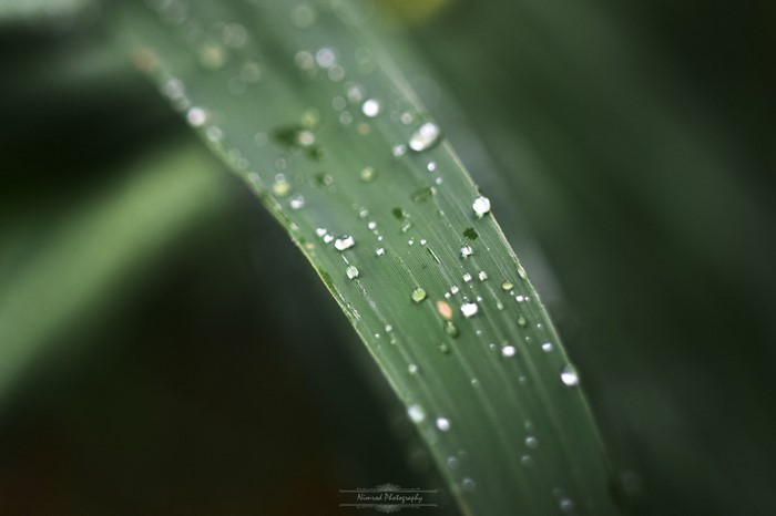 Close-up of green leaf with water drops