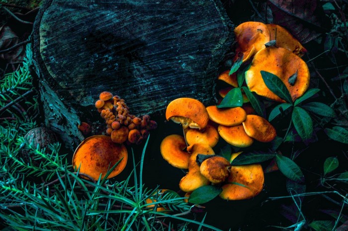 Orange mushrooms growing on a tree stump with green foliage