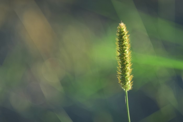 Close-up of a green grass seed head with bokeh background