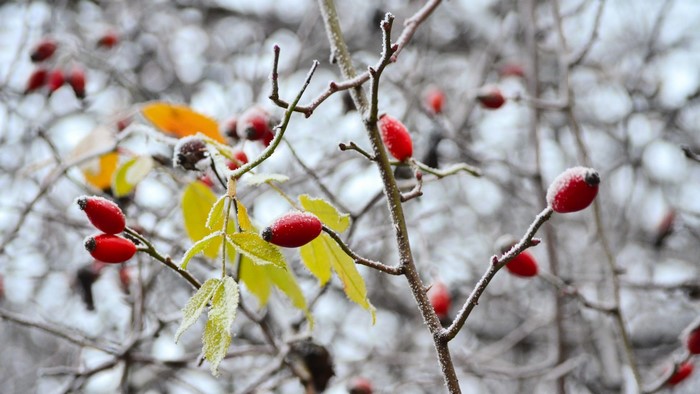 Red rose hips covered in frost on a branch