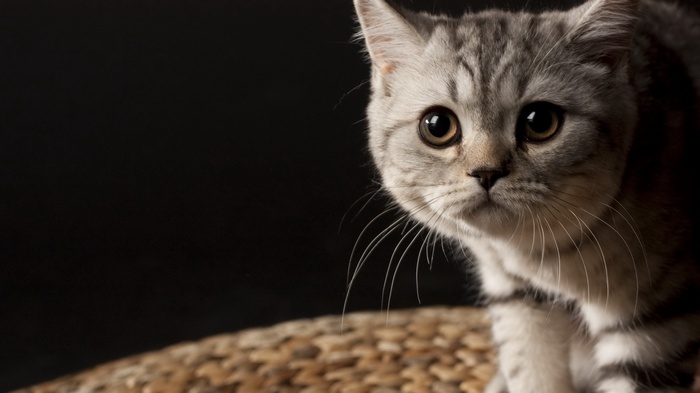 Close-up of a British Shorthair kitten
