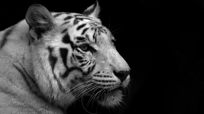Close-up of a white tiger's face
