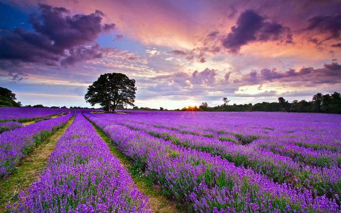 Lavender field at sunset with a lone tree