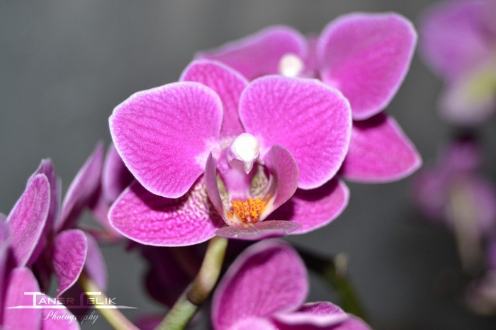 Close-up of a pink Phalaenopsis orchid flower