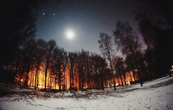 Winter forest at night with moon and stars