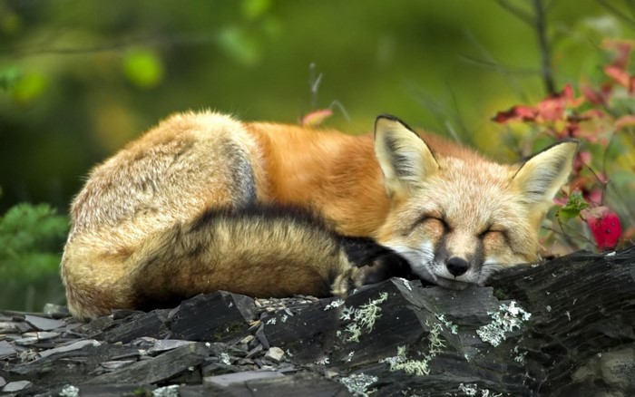 Red fox sleeping on rocks in a forest