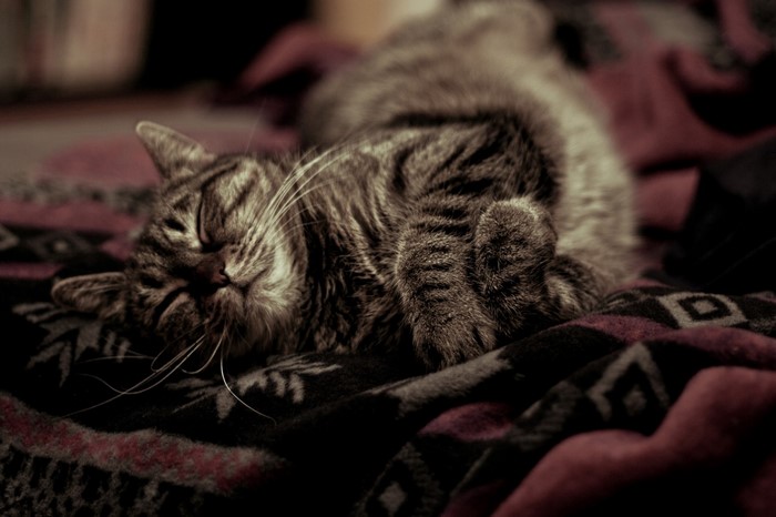 A tabby cat sleeps on a patterned blanket