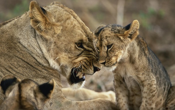 Lioness and cubs in close-up
