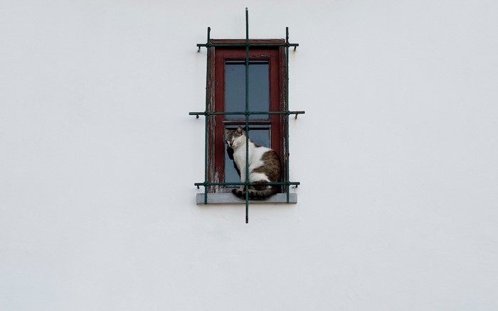 Cat sitting in a window with bars