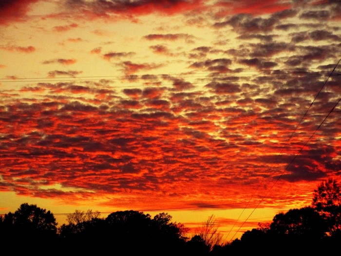 Dramatic sunset with fiery red clouds over silhouetted trees
