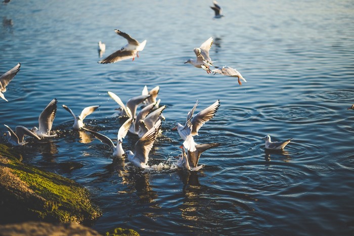 Seagulls flocking and diving into the water