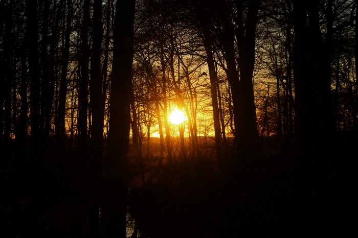 Sunset through a dark forest with bare branches
